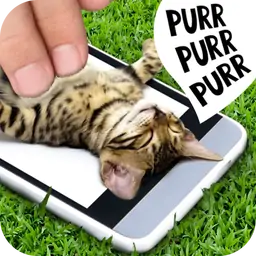 帕特猫