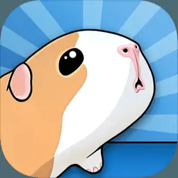 豚鼠桥 豚鼠桥
