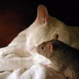 老鼠和猫游戏
