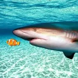 真实鲨鱼模拟器3D
