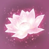莲花 莲花