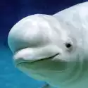 The Beluga Whale(白鲸模拟器)