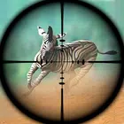 动物狩猎野生动物园拍摄 动物狩猎野生动物园拍摄
