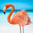 火烈鸟