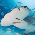 锤头鲨