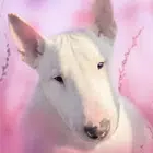 斗牛犬狗模拟