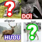 猜猜动物的英文名字 猜猜动物的英文名字