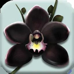 黑兰花 黑兰花