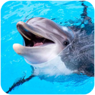 海豚模拟器