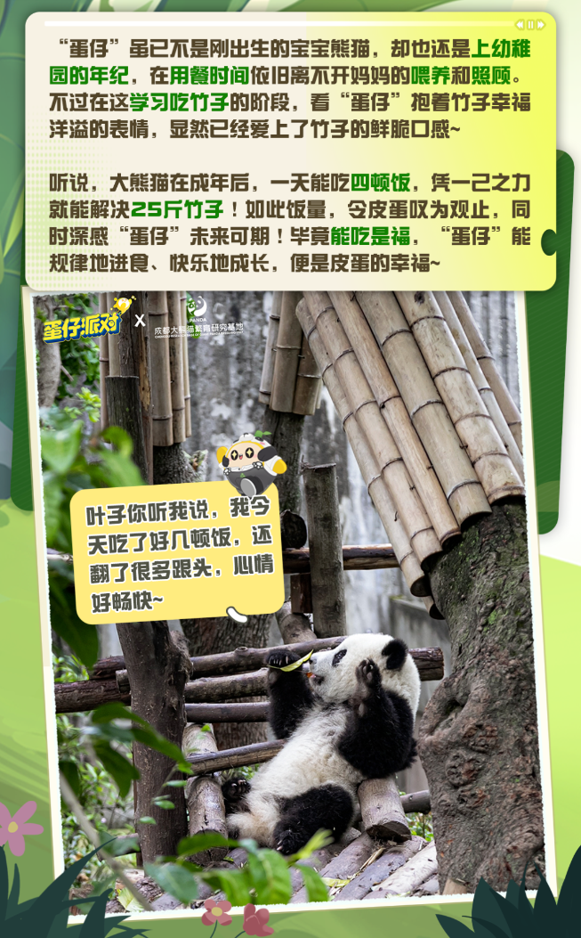 蛋仔派对大熊猫“蛋仔”放映室①｜点击探寻大熊猫的可爱心声！