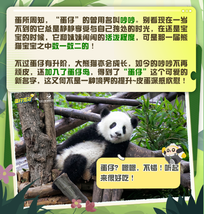 蛋仔派对大熊猫“蛋仔”放映室①｜点击探寻大熊猫的可爱心声！