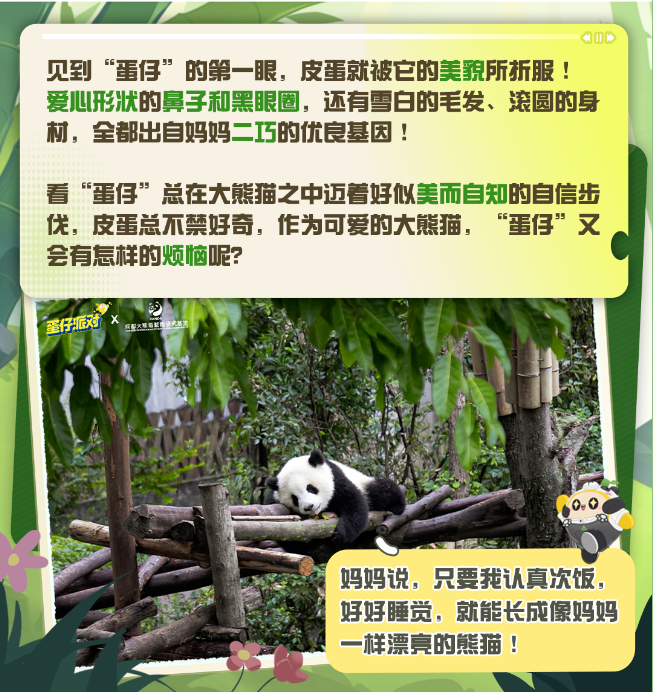 蛋仔派对大熊猫“蛋仔”放映室①｜点击探寻大熊猫的可爱心声！