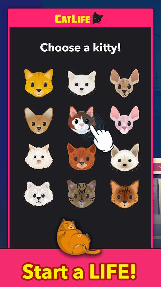 猫生活