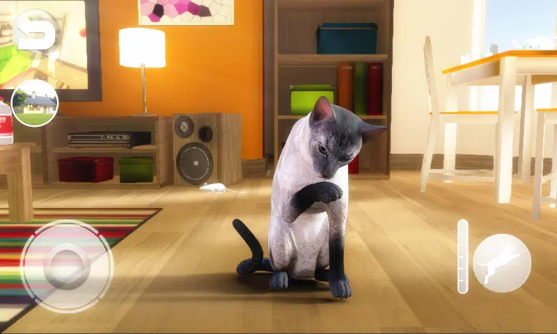 会说话的蓝色暹罗猫