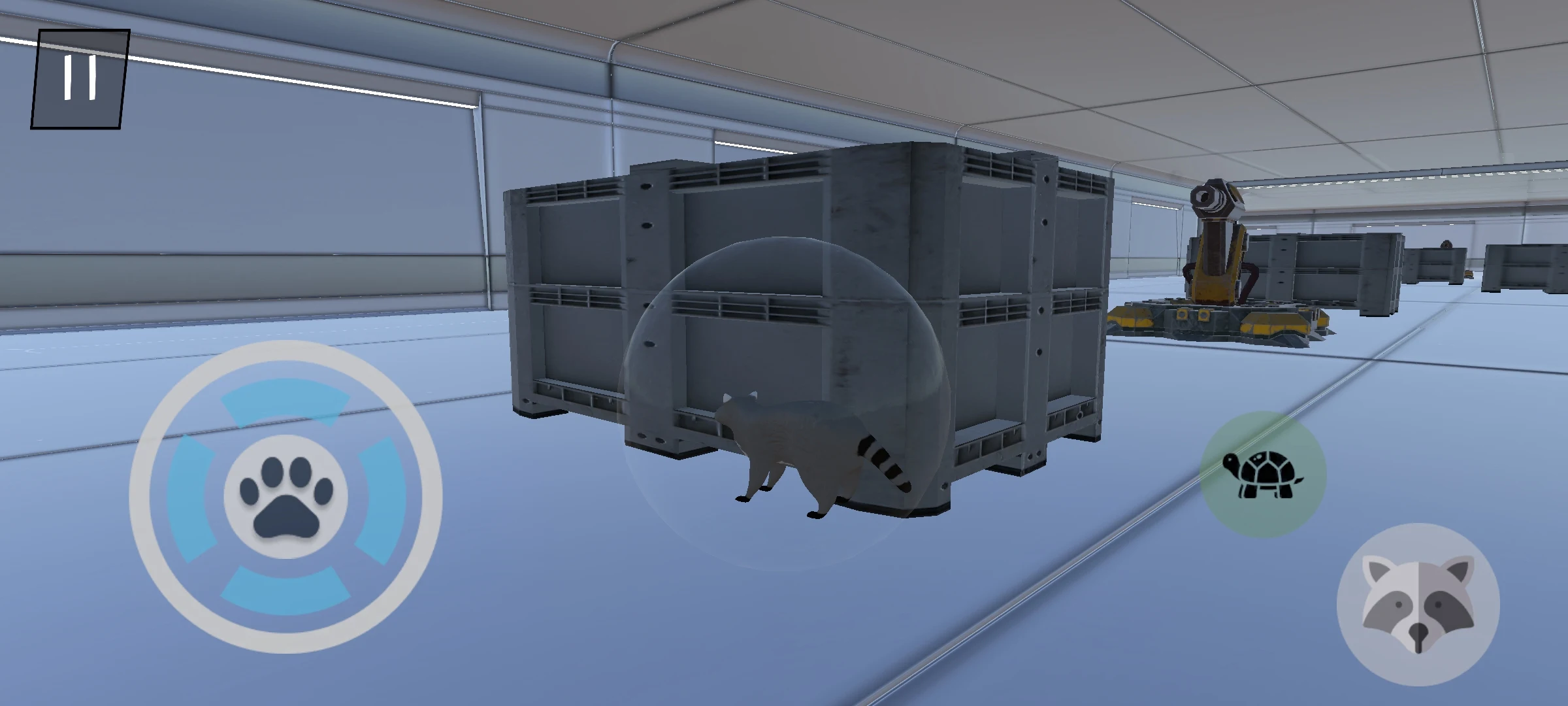 流浪的浣熊 流浪的浣熊